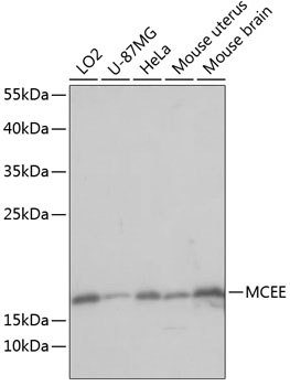 MCEE Polyclonal Antibody
