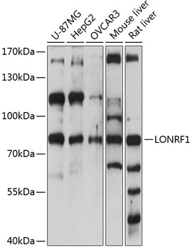 LONRF1 Polyclonal Antibody