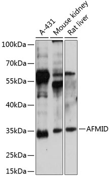 AFMID Polyclonal Antibody