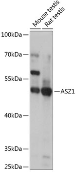 ASZ1 Polyclonal Antibody