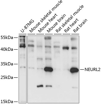 NEURL2 Polyclonal Antibody