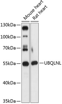 UBQLNL Polyclonal Antibody