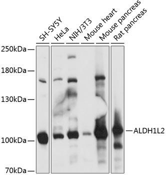 ALDH1L2 Polyclonal Antibody