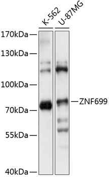 ZNF699 Polyclonal Antibody