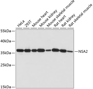 NSA2 Polyclonal Antibody