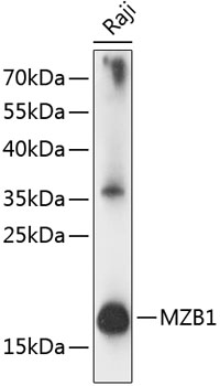 MZB1 Polyclonal Antibody