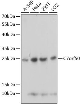 C7orf50 Polyclonal Antibody