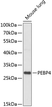 PEBP4 Polyclonal Antibody