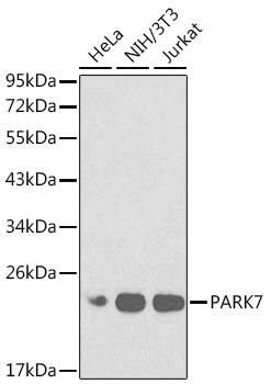 PARK7 Antibody