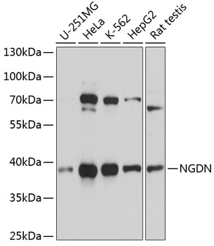 NGDN Polyclonal Antibody