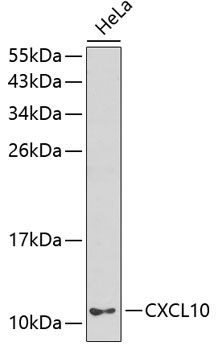 CXCL10 antibody
