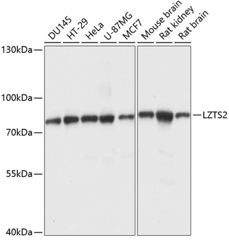 LZTS2 Polyclonal Antibody