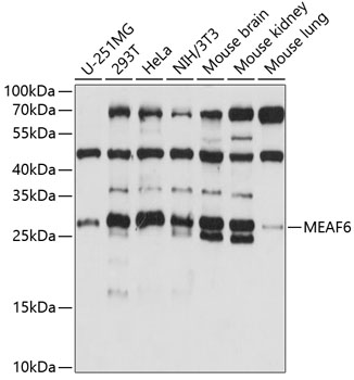 MEAF6 Polyclonal Antibody