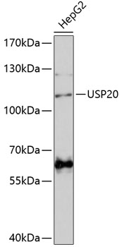 USP20 Polyclonal Antibody