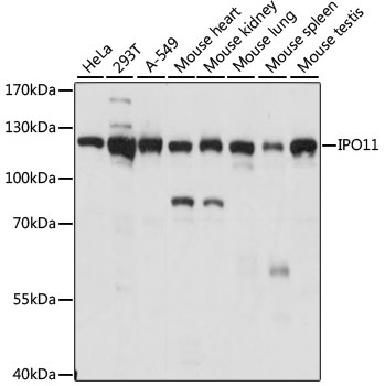 IPO11 Polyclonal Antibody