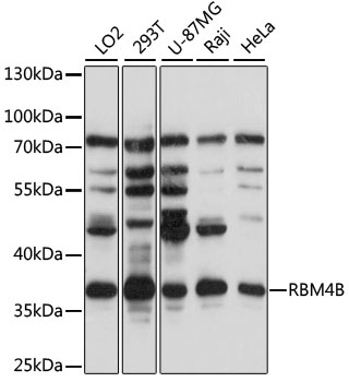 RBM4B Polyclonal Antibody
