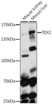 TEX2 Polyclonal Antibody