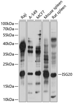 ISG20 Polyclonal Antibody