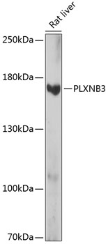 PLXNB3 Polyclonal Antibody