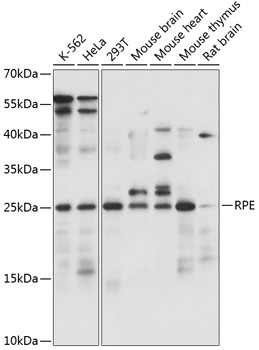 RPE Polyclonal Antibody