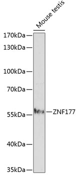ZNF177 Polyclonal Antibody