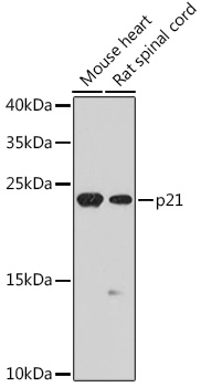 CDKN1A Antibody
