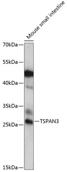 TSPAN3 Polyclonal Antibody