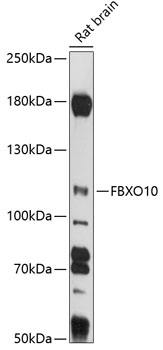 FBXO10 Polyclonal Antibody