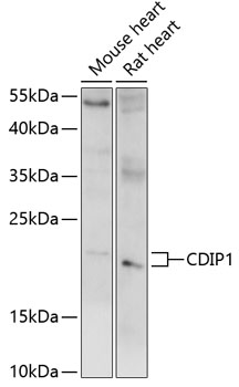 CDIP1 Polyclonal Antibody