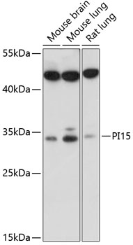 PI15 Polyclonal Antibody