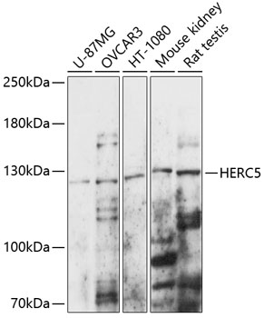 HERC5 Polyclonal Antibody