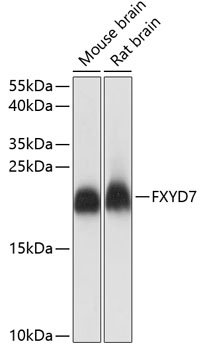 FXYD7 Polyclonal Antibody