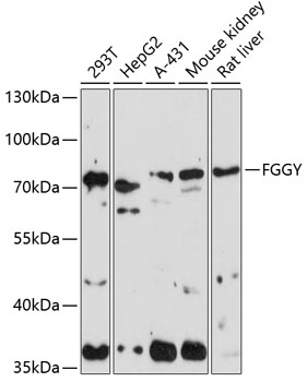 FGGY Polyclonal Antibody