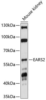 EARS2 Polyclonal Antibody