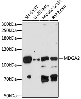 MDGA2 Polyclonal Antibody