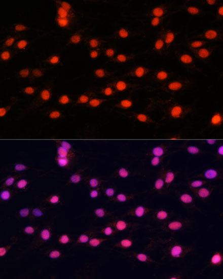 ZNF433 Polyclonal Antibody