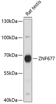 ZNF677 Polyclonal Antibody