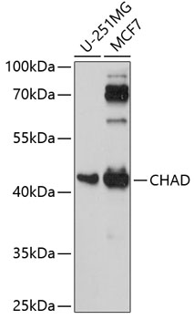CHAD Polyclonal Antibody