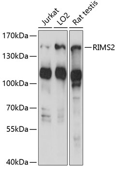 RIMS2 Polyclonal Antibody