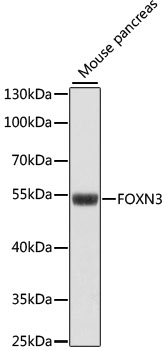 FOXN3 Polyclonal Antibody