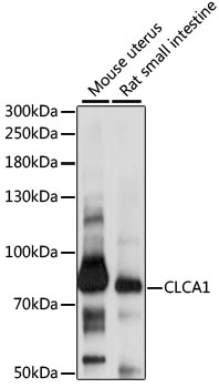 CLCA1 Polyclonal Antibody
