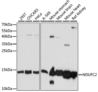 NDUFC2 Polyclonal Antibody