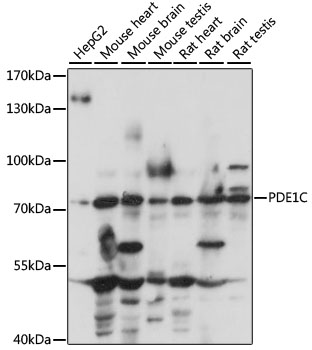 PDE1C Polyclonal Antibody