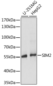 SIM2 Polyclonal Antibody