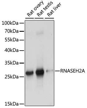 RNASEH2A Polyclonal Antibody