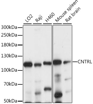 CNTRL Polyclonal Antibody