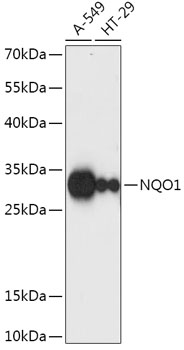 NQO1 Antibody