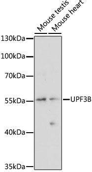 UPF3B Polyclonal Antibody