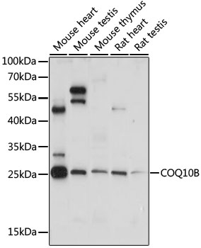 COQ10B Polyclonal Antibody