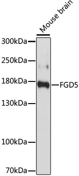 FGD5 Polyclonal Antibody